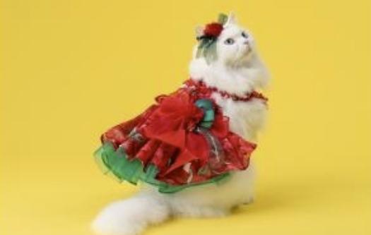 預購0510收單 |FanCpet Rose超美背心蛋糕裙(2色，S-2XL) 寵物服飾,寵物選品,韓國寵物服飾,狗衣服,貓衣服,韓國寵物品牌,韓國寵物選品,韓國寵物春夏選品,寵物背心,COTEACOTE,韓國寵物品牌服飾,韓國寵物秋冬選品,寵物四腳衣,寵物連身褲,韓國冬天寵物,寵物保暖