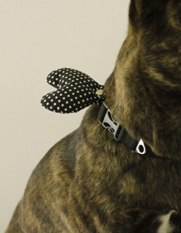 CUPIGY | 黑底圓點愛心胸背裝飾 寵物服飾,寵物選品,韓國寵物服飾,狗衣服,貓衣服,韓國寵物品牌,胸背裝飾,寵物胸背裝飾