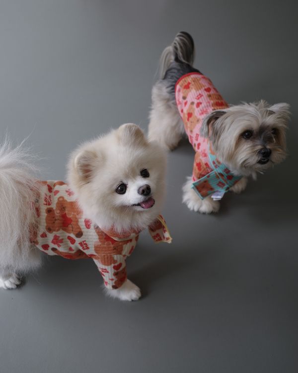 預購1028收單 | côte à côte 秋季愛心熊熊圍巾(3色，M-L) 寵物服飾,寵物選品,韓國寵物服飾,狗衣服,貓衣服,韓國寵物品牌,韓國寵物選品,韓國寵物春夏選品,寵物背心,COTEACOTE,韓國寵物品牌服飾,韓國寵物秋冬選品,寵物四腳衣,寵物連身褲,韓國冬天寵物,寵物保暖,寵物圍巾