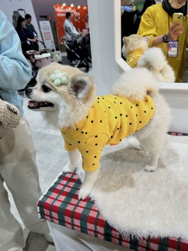 Mascot | 滿滿小愛心坑條上衣(M-2XL) 寵物服飾,寵物選品,韓國寵物服飾,狗衣服,貓衣服,韓國寵物品牌,寵物有機棉,韓國寵物選品,韓國寵物秋冬選品,狗圍巾,寵物保暖,寵物保暖服飾,韓國寵物保暖服飾