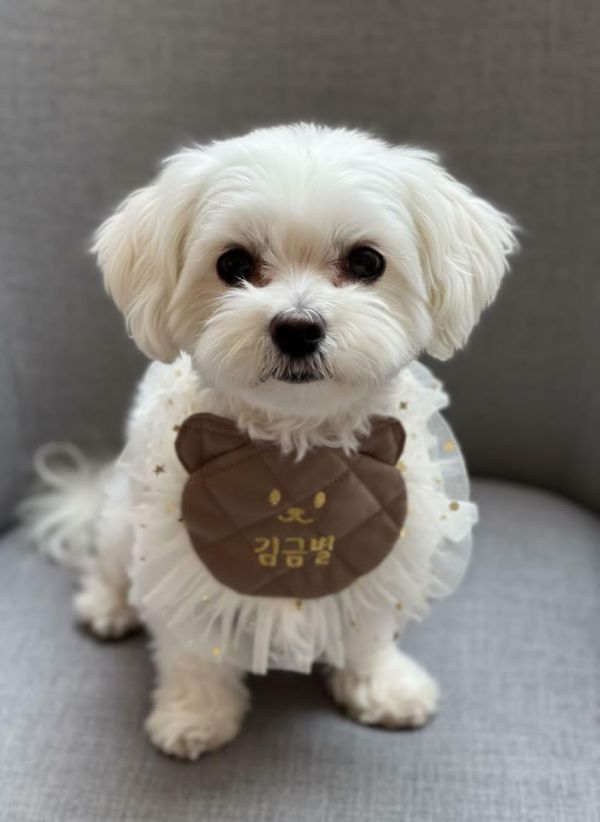 預購1123收單 | Fundle 熊熊臉蕾絲刺繡領巾 寵物服飾,寵物選品,韓國寵物服飾,狗衣服,貓衣服,韓國寵物品牌,寵物有機棉,韓國寵物選品,韓國寵物秋冬選品,狗四腳衣,寵物保暖,寵物保暖服飾,韓國寵物保暖服飾,寵物聖誕禮物