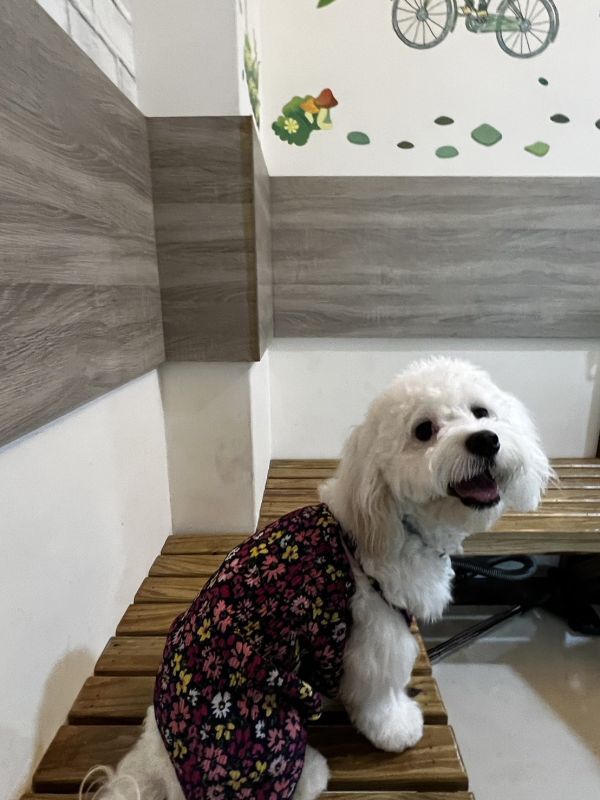 預購｜百摺花花度假連身褲 寵物服飾,寵物選品,韓國寵物服飾,狗衣服,貓衣服,韓國寵物品牌,寵物配件
