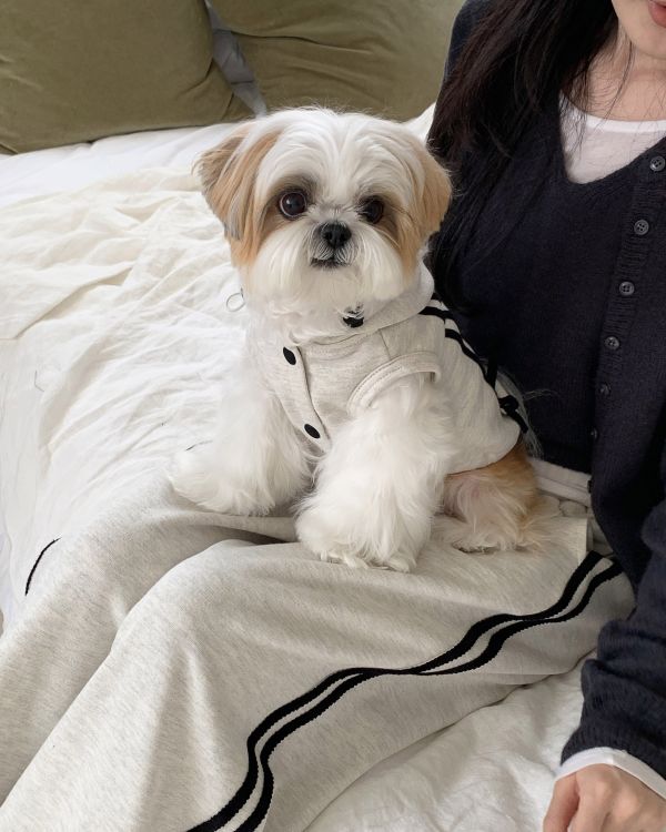 預購1123收單 | DR家棉質連帽蝴蝶結無袖上衣(親子裝毛孩款)(四色 S-2XL) 寵物服飾,寵物選品,韓國寵物服飾,狗衣服,貓衣服,韓國寵物品牌,寵物有機棉,韓國寵物選品,韓國寵物春夏選品,寵物風衣,寵物防水衣,DRRR,寵物針織背心