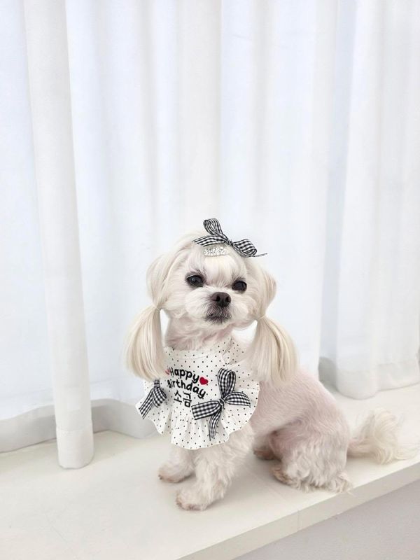 預購0305收單 | SOSO Delight 春季點點生日款刺繡手工領巾 寵物服飾,寵物選品,韓國寵物服飾,狗衣服,貓衣服,韓國寵物品牌