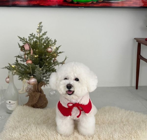 聖誕老公公款領巾與帽子(S) 寵物服飾,寵物選品,韓國寵物服飾,狗衣服,貓衣服,韓國寵物品牌,寵物有機棉,韓國寵物選品, 韓國寵物秋冬選品, 寵物聖誕領巾,聖誕節,聖誕派對,寵物聖誕,寵物聖誕衣