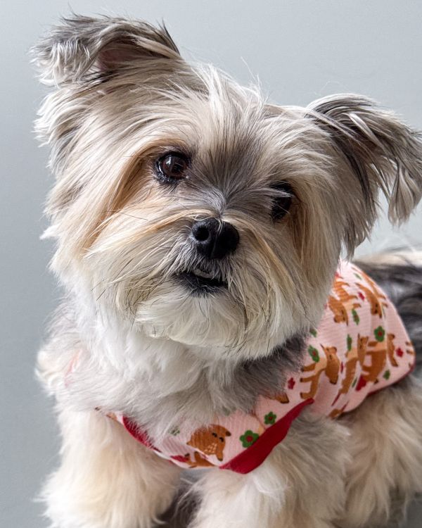 預購1028收單 | côte à côte 秋季梅花鹿無袖背心(SM-3XL) 寵物服飾,寵物選品,韓國寵物服飾,狗衣服,貓衣服,韓國寵物品牌,韓國寵物選品,韓國寵物春夏選品,寵物背心,COTEACOTE,韓國寵物品牌服飾,韓國寵物秋冬選品,寵物四腳衣,寵物連身褲,韓國冬天寵物,寵物保暖