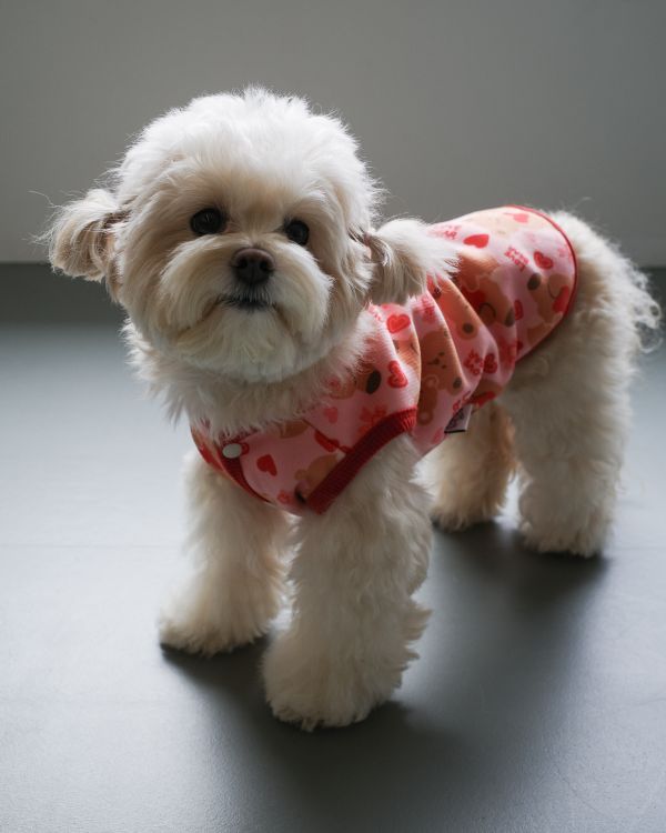 預購1028收單 | côte à côte 秋季愛心熊熊無袖背心(3色，SM-3XL) 寵物服飾,寵物選品,韓國寵物服飾,狗衣服,貓衣服,韓國寵物品牌,韓國寵物選品,韓國寵物春夏選品,寵物背心,COTEACOTE,韓國寵物品牌服飾,韓國寵物秋冬選品,寵物四腳衣,寵物連身褲,韓國冬天寵物,寵物保暖