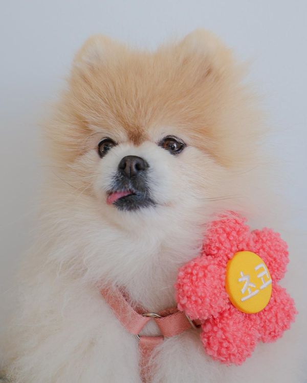 預購 |  Epeels QQ毛小花胸背裝飾(下單請備註刺繡內容) 寵物服飾,寵物選品,韓國寵物服飾,狗衣服,貓衣服,韓國寵物品牌,韓國寵物選品,韓國寵物春夏選品,寵物名牌,寵物客製商品,EPEELS,太陽花胸背裝飾