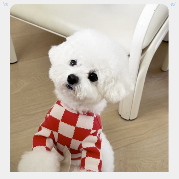 預購 | LittleCollin 棋盤格樂芙小狗上衣(S-2XL) 寵物服飾,寵物選品,韓國寵物服飾,狗衣服,貓衣服,韓國寵物品牌,寵物有機棉,韓國寵物選品, 韓國寵物秋冬選品