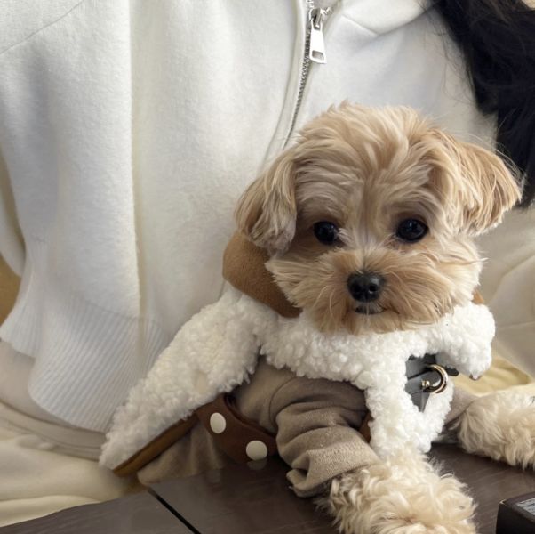 HUG ME | 泰迪毛披風-白色(S-XL) 寵物服飾,寵物選品,韓國寵物服飾,狗衣服,貓衣服,韓國寵物品牌,寵物有機棉,韓國寵物選品,韓國寵物秋冬選品,寵物可愛上衣,寵物胸背衣,SSFW,BITEME,寵物保暖,寵物四腳衣