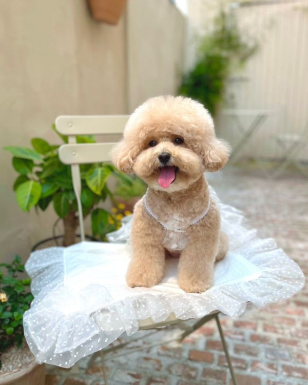 BuyAllDog | 薄紗透視澎裙(白) 寵物服飾,寵物選品,韓國寵物服飾,狗衣服,貓衣服,韓國寵物品牌