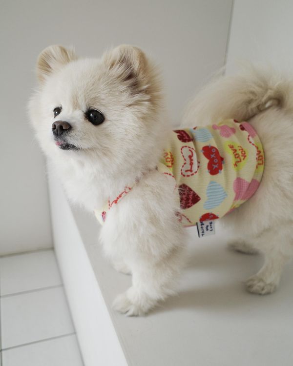 預購0410收單 | côte à côte XOXO背心(2色，SM-3XL) 寵物服飾,寵物選品,韓國寵物服飾,狗衣服,貓衣服,韓國寵物品牌,韓國寵物選品,韓國寵物春夏選品,寵物背心,COTEACOTE,韓國寵物品牌服飾,韓國寵物秋冬選品,寵物四腳衣,寵物連身褲,韓國冬天寵物,寵物保暖