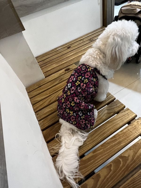 預購｜百摺花花度假連身褲 寵物服飾,寵物選品,韓國寵物服飾,狗衣服,貓衣服,韓國寵物品牌,寵物配件