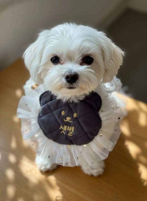 預購1123收單 | Fundle 熊熊臉蕾絲刺繡領巾 寵物服飾,寵物選品,韓國寵物服飾,狗衣服,貓衣服,韓國寵物品牌,寵物有機棉,韓國寵物選品,韓國寵物秋冬選品,狗四腳衣,寵物保暖,寵物保暖服飾,韓國寵物保暖服飾,寵物聖誕禮物