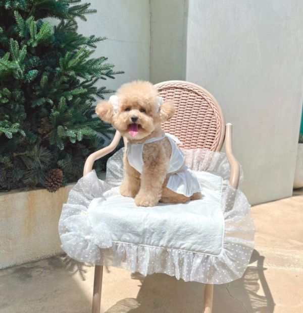 BuyAllDog | 白色牛仔布大蝴蝶結小可愛 寵物服飾,寵物選品,韓國寵物服飾,狗衣服,貓衣服,韓國寵物品牌