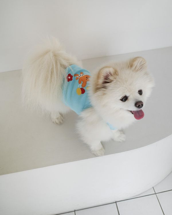 預購0410收單 | côte à côte 氣球小狗羅紋背心(3色，SM-3XL) 寵物服飾,寵物選品,韓國寵物服飾,狗衣服,貓衣服,韓國寵物品牌,韓國寵物選品,韓國寵物春夏選品,寵物背心,COTEACOTE,韓國寵物品牌服飾,韓國寵物秋冬選品,寵物四腳衣,寵物連身褲,韓國冬天寵物,寵物保暖