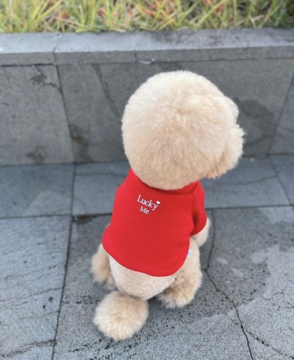 Buyalldogs |  幸運的我短版大學踢(M-XL) 寵物服飾,寵物選品,韓國寵物服飾,狗衣服,貓衣服,韓國寵物品牌,寵物有機棉,韓國寵物選品,胸背,胸背衣