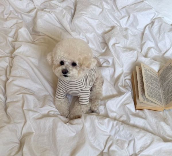 預購0115收單 | MLD 熊熊頭條紋短上衣(S-2XL) 寵物服飾,寵物選品,韓國寵物服飾,狗衣服,貓衣服,韓國寵物品牌,寵物有機棉,韓國寵物選品,韓國寵物秋冬選品,狗四腳衣,寵物保暖,寵物保暖服飾,韓國寵物保暖服飾