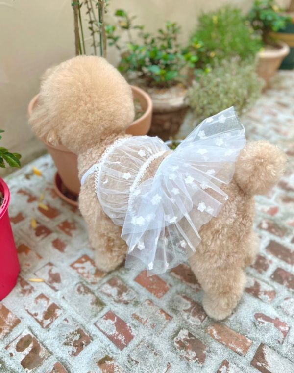 BuyAllDog | 薄紗透視小可愛(白) 寵物服飾,寵物選品,韓國寵物服飾,狗衣服,貓衣服,韓國寵物品牌