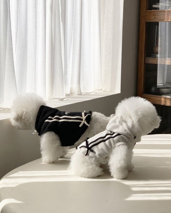 預購1123收單 | DR家棉質連帽蝴蝶結無袖上衣(親子裝毛孩款)(四色 S-2XL) 寵物服飾,寵物選品,韓國寵物服飾,狗衣服,貓衣服,韓國寵物品牌,寵物有機棉,韓國寵物選品,韓國寵物春夏選品,寵物風衣,寵物防水衣,DRRR,寵物針織背心