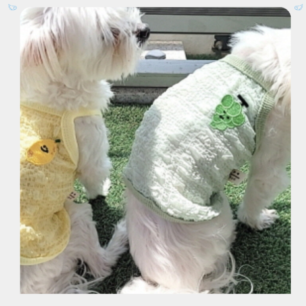 水果籃透涼泡泡棉小背心(2-3XL) 寵物服飾,寵物選品,韓國寵物服飾,狗衣服,貓衣服,韓國寵物品牌