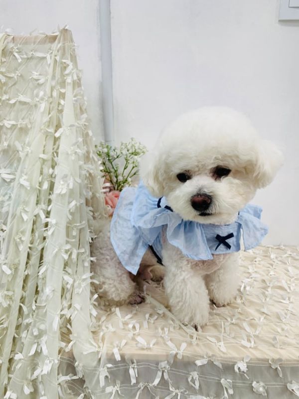 預購 | Choidog 涼感夏日藍胸背衣(S-XL) 寵物服飾,寵物選品,韓國寵物服飾,狗衣服,貓衣服,韓國寵物品牌,寵物有機棉,韓國寵物選品,韓國寵物春夏選品,寵物可愛上衣,寵物涼感,防蟲涼感抗菌,寵物胸背衣