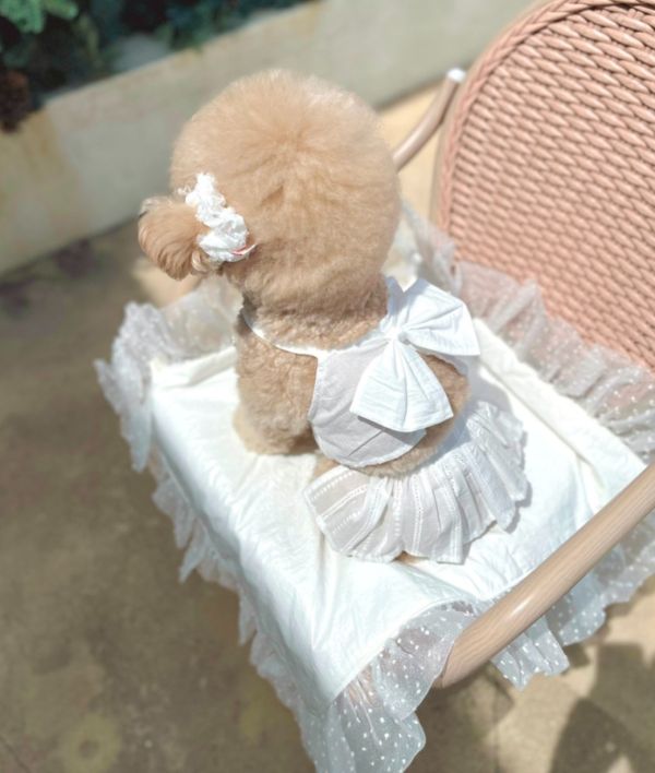 BuyAllDog | 牛仔布小短裙(藍/白) 寵物服飾,寵物選品,韓國寵物服飾,狗衣服,貓衣服,韓國寵物品牌