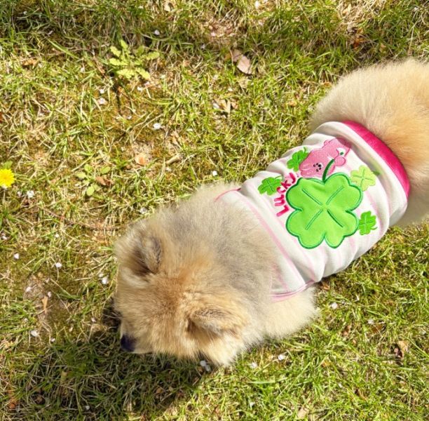 預購0419收單 | POMPOMPOM 幸運兔吊嘎(S-3XL) 寵物服飾,寵物選品,韓國寵物服飾,狗衣服,貓衣服,韓國寵物品牌,寵物有機棉,韓國寵物選品,韓國寵物春夏選品,寵物領巾