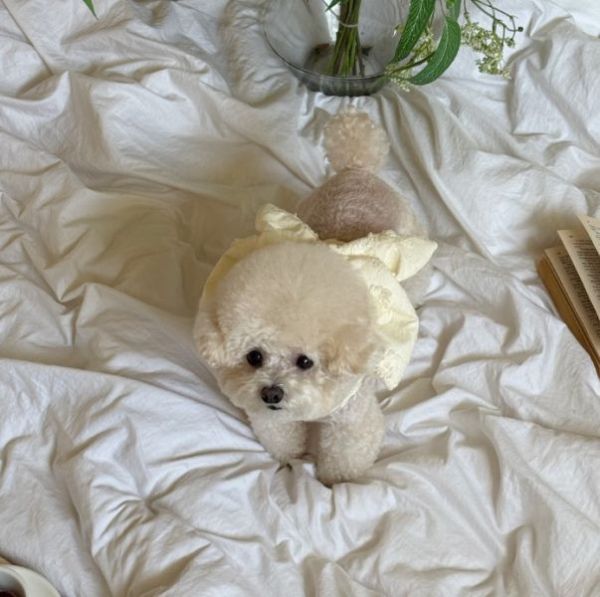 Meaningeless Dog |  蝴蝶造型春款黃色胸背衣(S-XL) 寵物服飾,寵物選品,韓國寵物服飾,狗衣服,貓衣服,韓國寵物品牌,寵物有機棉,韓國寵物選品,韓國寵物秋冬選品,狗四腳衣,寵物保暖,寵物保暖服飾,韓國寵物保暖服飾