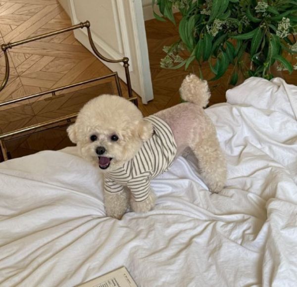 預購0115收單 | MLD 熊熊頭條紋短上衣(S-2XL) 寵物服飾,寵物選品,韓國寵物服飾,狗衣服,貓衣服,韓國寵物品牌,寵物有機棉,韓國寵物選品,韓國寵物秋冬選品,狗四腳衣,寵物保暖,寵物保暖服飾,韓國寵物保暖服飾