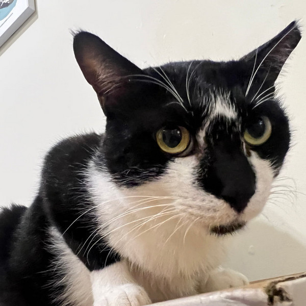 助養John(治療中、待領養) 