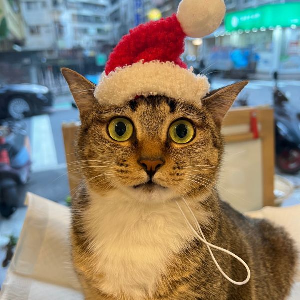 助養Jennie-長照中 