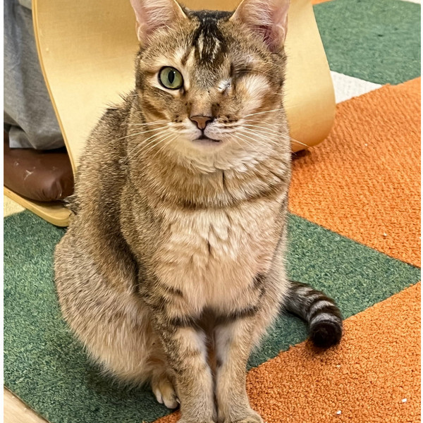 助養黃黃(治療中) 助養