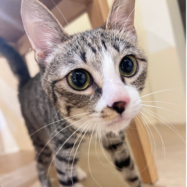 助養萌萌（治療中、待領養) 