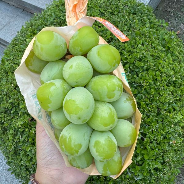 日本長野麝香葡萄 
