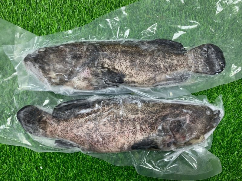 三清龍虎石斑 