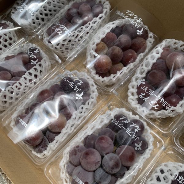 【惜福價】日本山梨悟紅玉PE 
