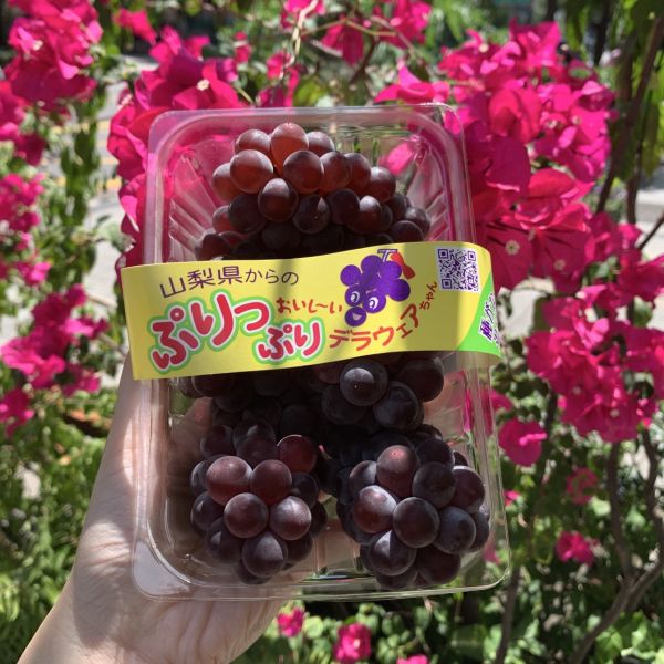 日本山梨縣珍珠葡萄 