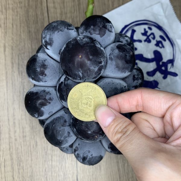 日本貓眼葡萄 