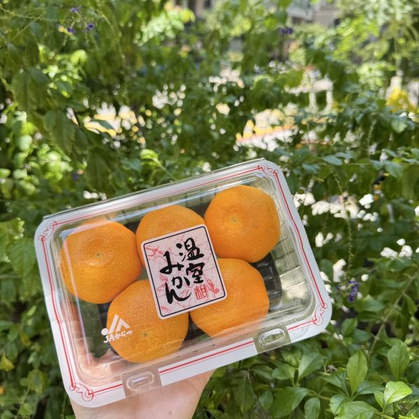 日本唐津蜜柑 