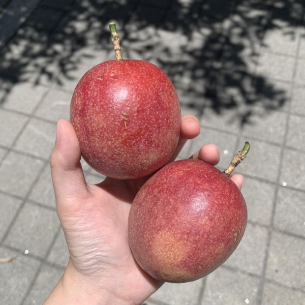 台灣特殊梅香百香果 