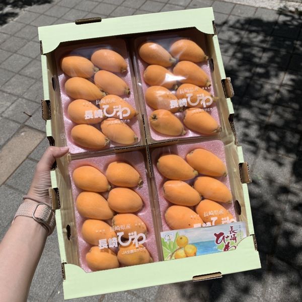 日本長崎枇杷 
