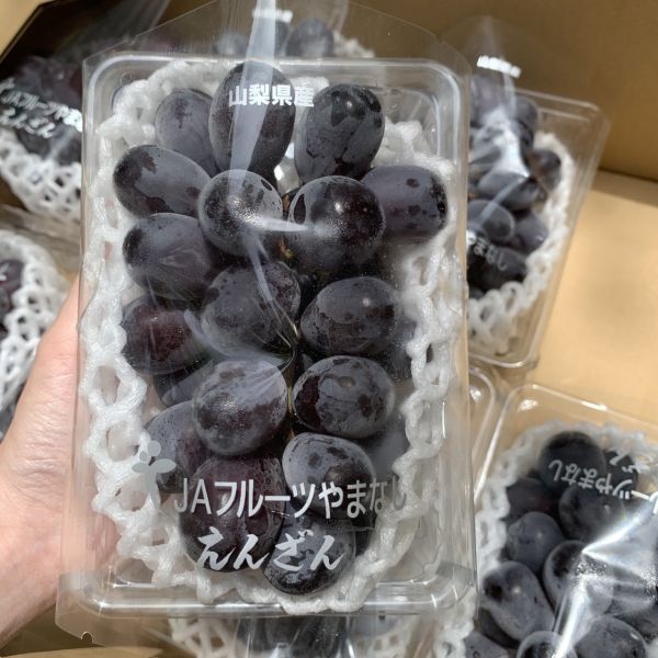 日本富士輝葡萄 