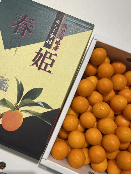 日本鹿兒島春姬金桔 