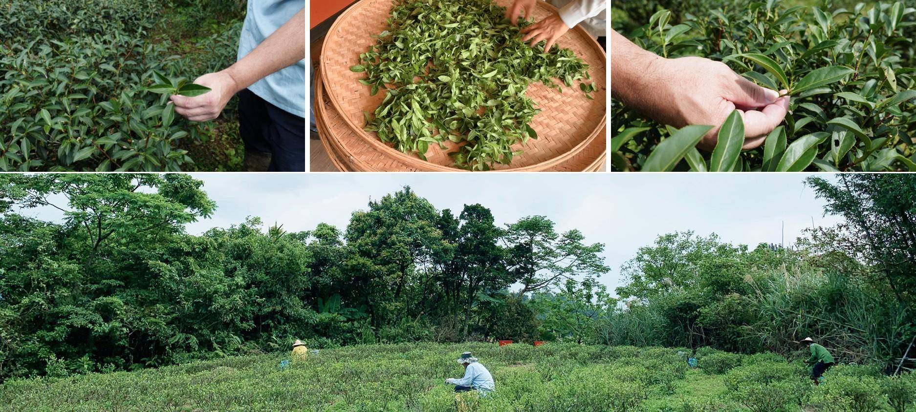 弗貝多有機茶園