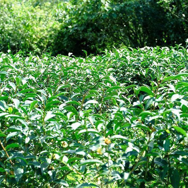 【弗貝多】有機包種茶 l  青草香與淡雅的蘭花與梔子花香 l 榮獲2024第五屆全國有機茶分類分級TAGs評鑑精選獎 l 蛇年蛻變迎春好禮 2025蛇年伴手禮,有機包種茶,春節送禮推薦,企業春節禮品,新春茶禮,高級茶葉禮盒,天然有機茶,滑順回甘茶湯,台灣茶禮,春節禮盒團購,年節伴手禮精選,企業年終送禮,幸福茶香,新年好禮,春節茶葉禮