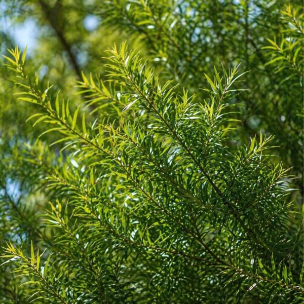 有機茶樹精油 15ml｜純淨的防護，大自然的隱形護盾 弗貝多,茶樹精油,木質調精油,淨化系精油,單方精油,擴香精油,思緒清明