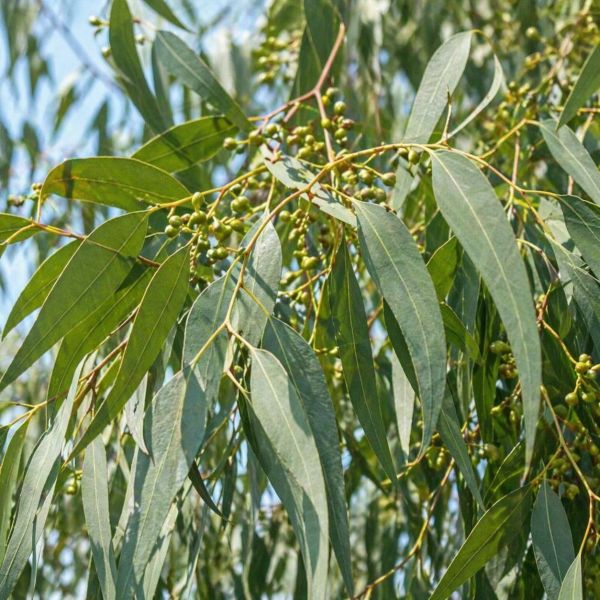 澳洲尤加利精油 15ml｜開闊的呼吸，重獲新生的清風 弗貝多,澳洲尤加利精油,綠葉調精油,淨化系精油,單方精油,擴香精油,思緒流動