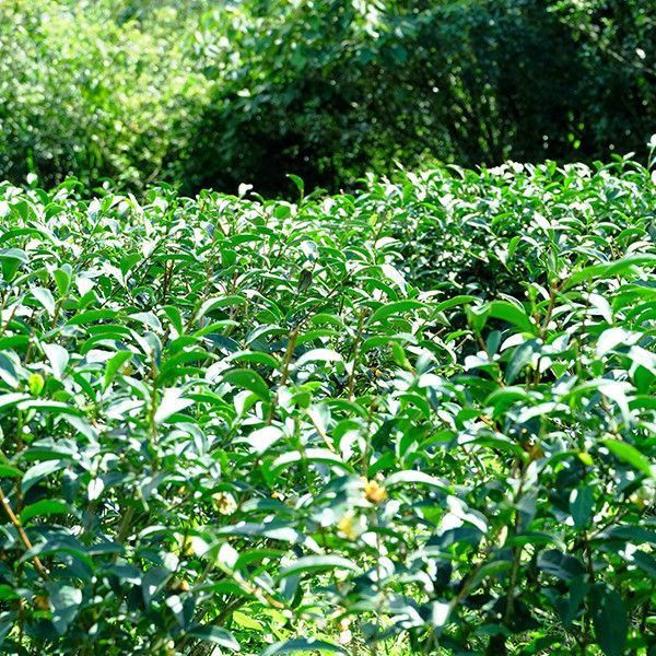 【弗貝多】經典冷泡禮盒組(紅茶三角立體茶包10入、包種茶三角立體茶包10入、冷泡罐1瓶500ml) 企業禮贈品,送禮,有機茶,台灣茶,下午茶,茶席,綠色採購,中秋禮品,新年禮盒,送禮,包種茶,北部茶,茶食,健康生活,禮盒組,ESG送禮,客製化,福委會,實用,紅茶,茶,買茶,活動伴手禮,節慶禮品,貴賓禮