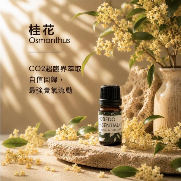 超臨界萃取桂花 5ml｜Osmanthus｜超臨界萃取，自信回歸，最強貴氣流動 弗貝多,桂花精油,超臨界萃取,CO2萃取精油,天然精油,提升氣場,人際關係,能量淨化,引運,好氣運